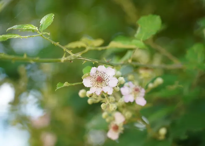 Nyaraló Casa De Guribanes